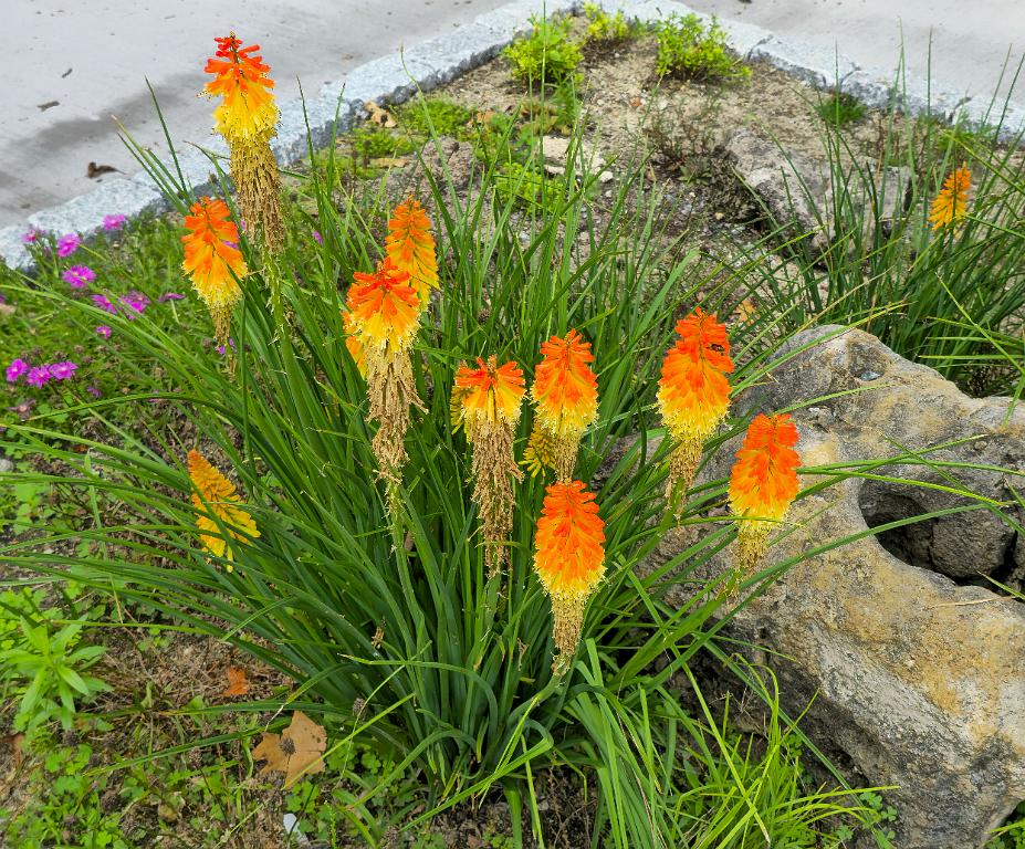 20250711_151002 Tower Hill Botanic Garden, MA.jpg - Red Hot Poker (Kniphofia uvaria). New England Botanic Garden at Tower Hill, MA, 7-11-2025